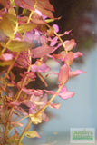Rotla Macrandra Small Leaf_Aquarium Plant For Sale