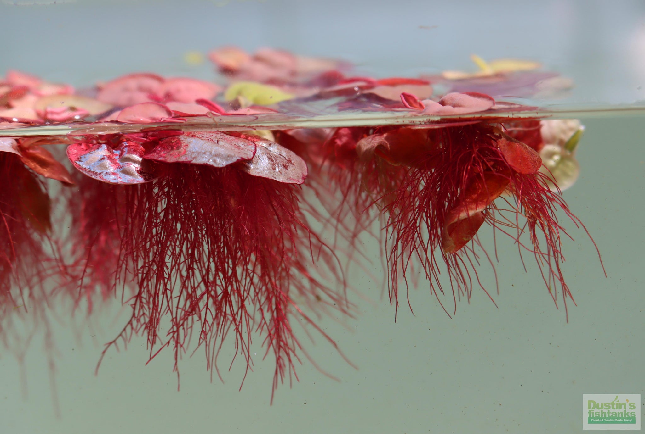 Red Root Floater (Wow Floating Plant) Phyllanthus Fluitans (GREEN/Red ...