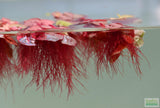 Red Root Floater (Wow Floating Plant) Phyllanthus Fluitans (GREEN/Red  ON TOP)