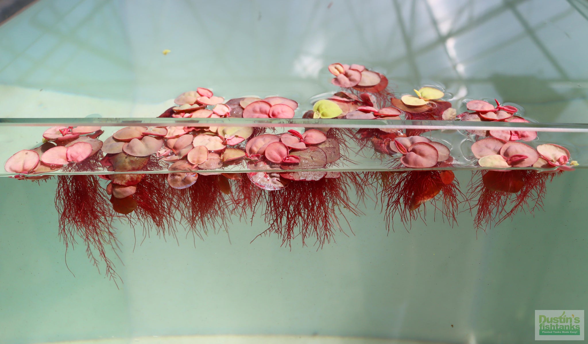 Red Root Floater (Wow Floating Plant) Phyllanthus Fluitans (GREEN/Red ...