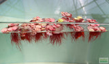 Red Root Floater (Wow Floating Plant) Phyllanthus Fluitans (GREEN/Red  ON TOP) (Marked down!)