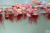 Red Root Floater (Wow Floating Plant) Phyllanthus Fluitans (GREEN/Red  ON TOP)