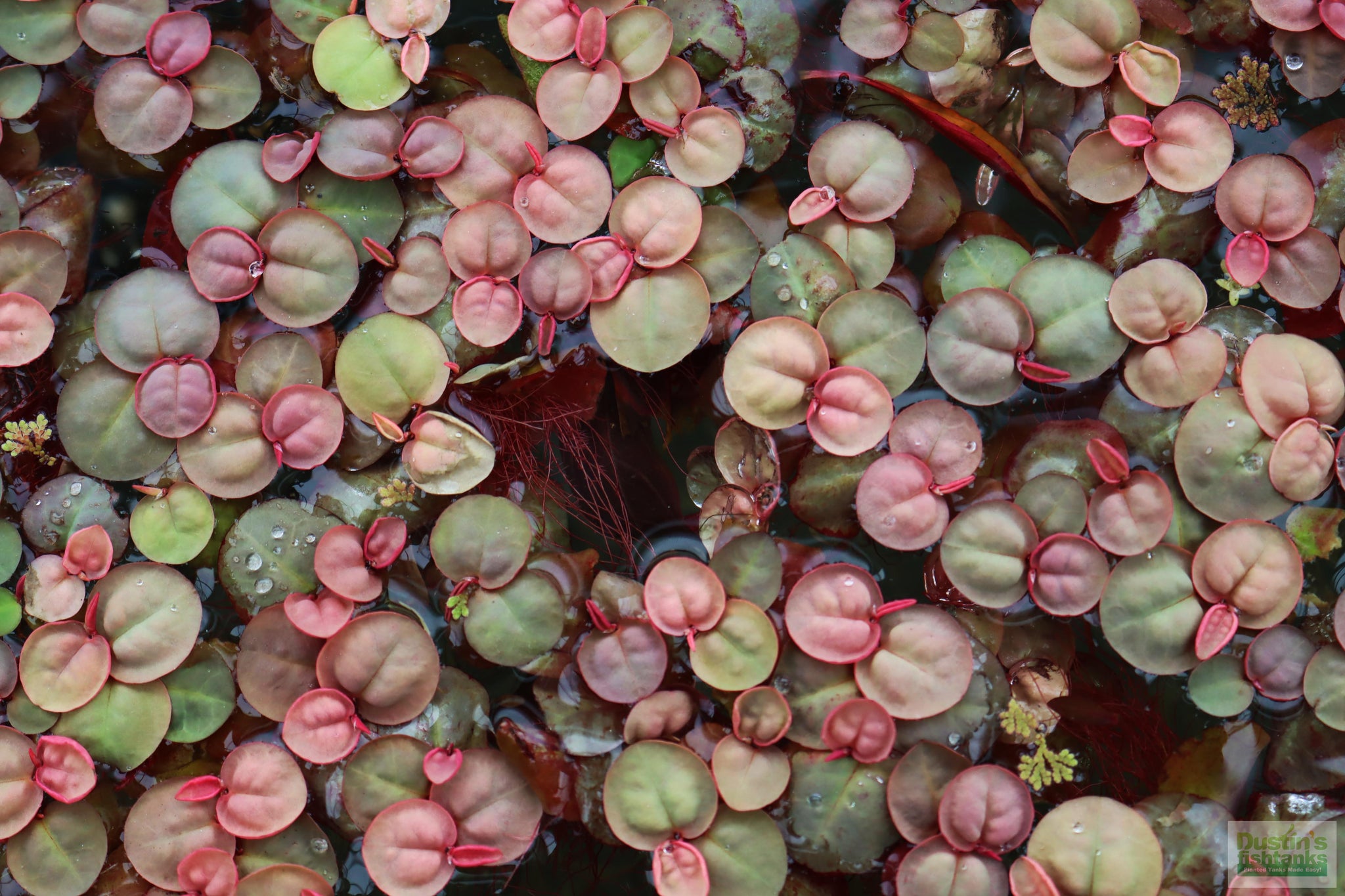 Red Root Floater (Wow Floating Plant) Phyllanthus Fluitans (GREEN/Red ...