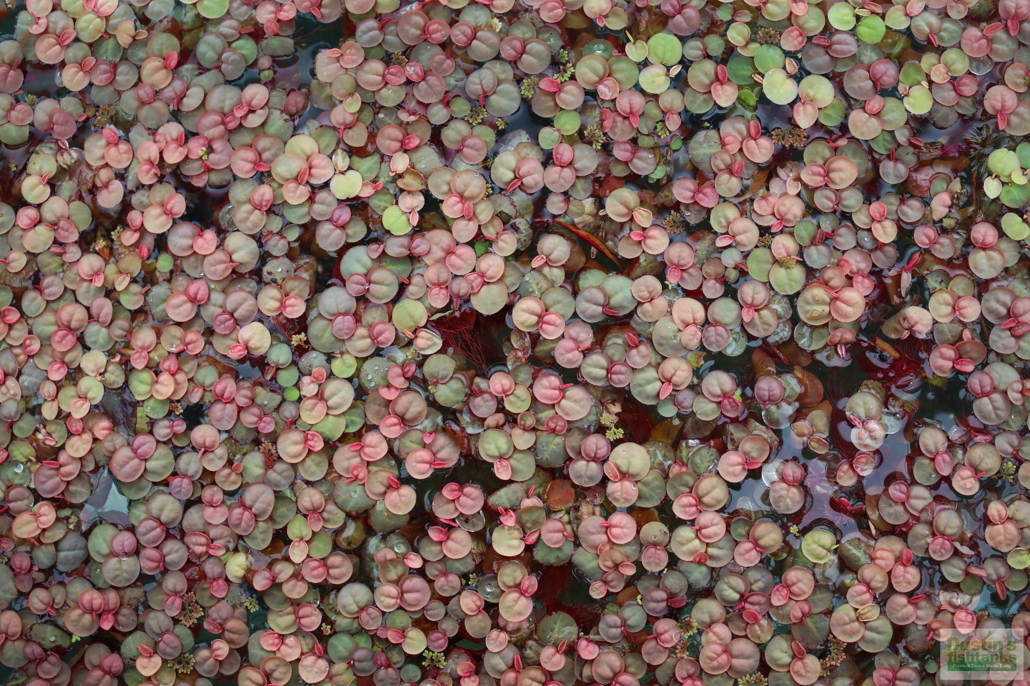  TruBlu Supply Marcus Fish Tanks 15 Leaves Red Root Floaters  Phyllanthus Fluitans Floating Live Aquarium Plant - Buy 2 Get 1 : Pet  Supplies