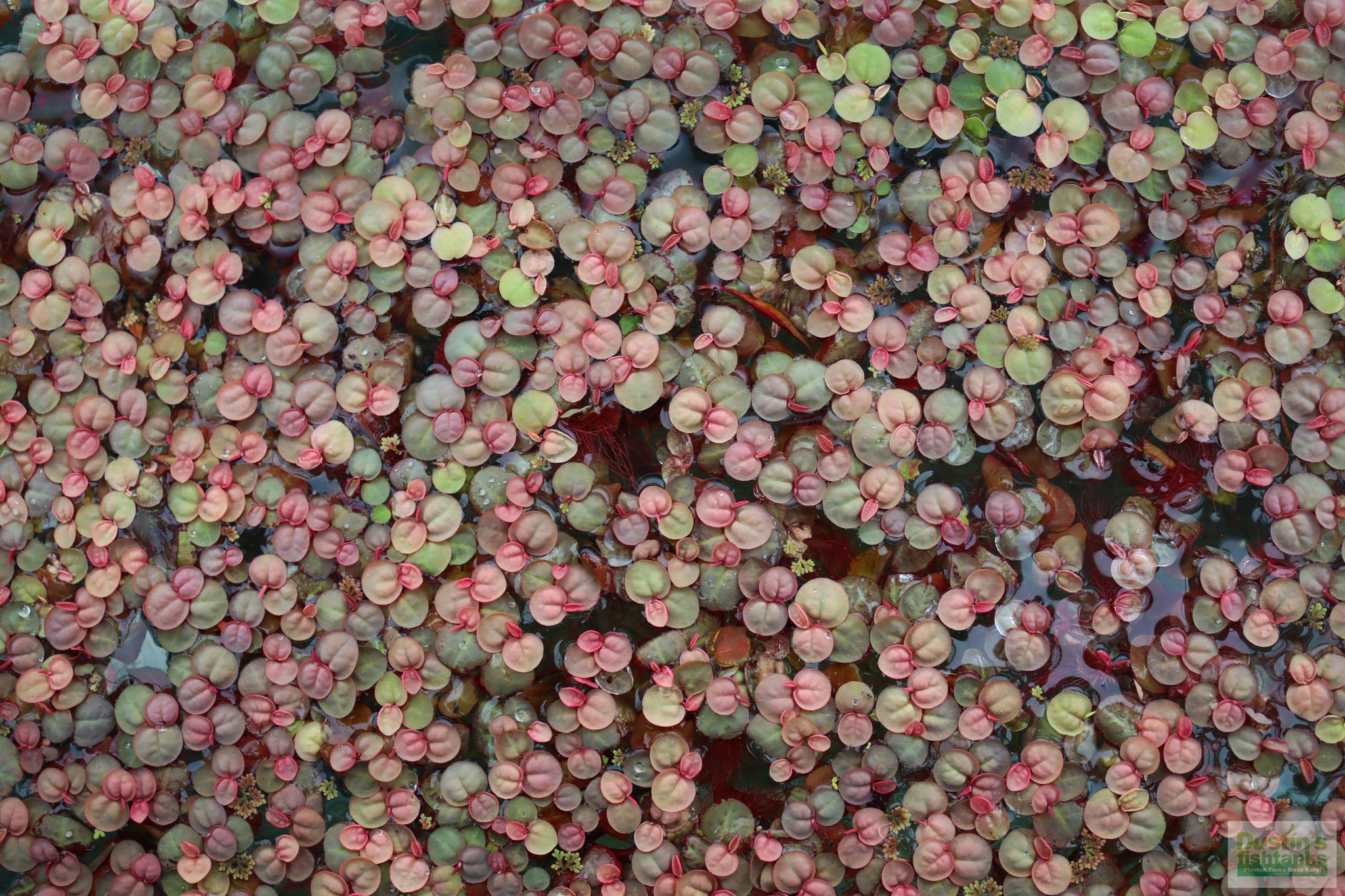 succulent red roots Red Root Floater (Wow Floating Plant) Phyllanthus Fluitans (GREEN/Red –  DustinsFishtanks