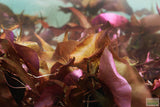 Red Tiger Lotus- (Dwarf Aquarium Lily)- EASY RED Aquarium Plant