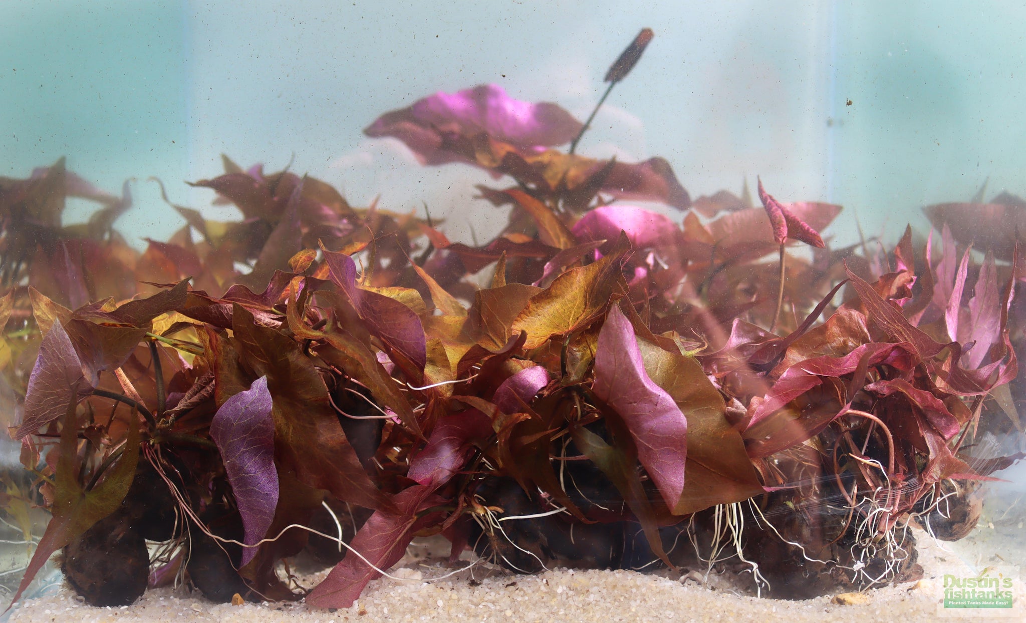 dwarf aquarium lily vs tiger lotus Red Tiger Lotus- (Dwarf Aquarium Lily)- EASY RED Aquarium Plant –  DustinsFishtanks