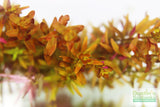 Rotala H'ra BF23