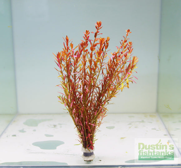 Indian Rotala Rotala (Rotala India and other Easy Rotala species for sale ...