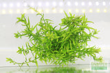 Rotala Rotundifolia Green Plant BF25