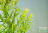 Rotala Rotundifolia Green Plant
