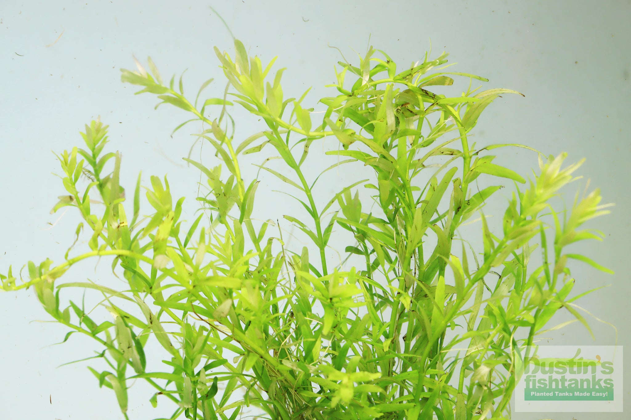 Roundleaf Toothcup Rotala Rotundifolia Green