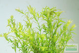 Rotala Rotundifolia Green Plant BF25