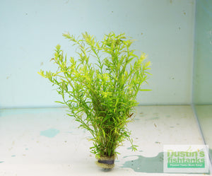 Rotala Rotundifolia Green_Aquarium Plant For Sale