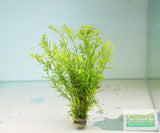 Rotala Rotundifolia Green Plant BF25