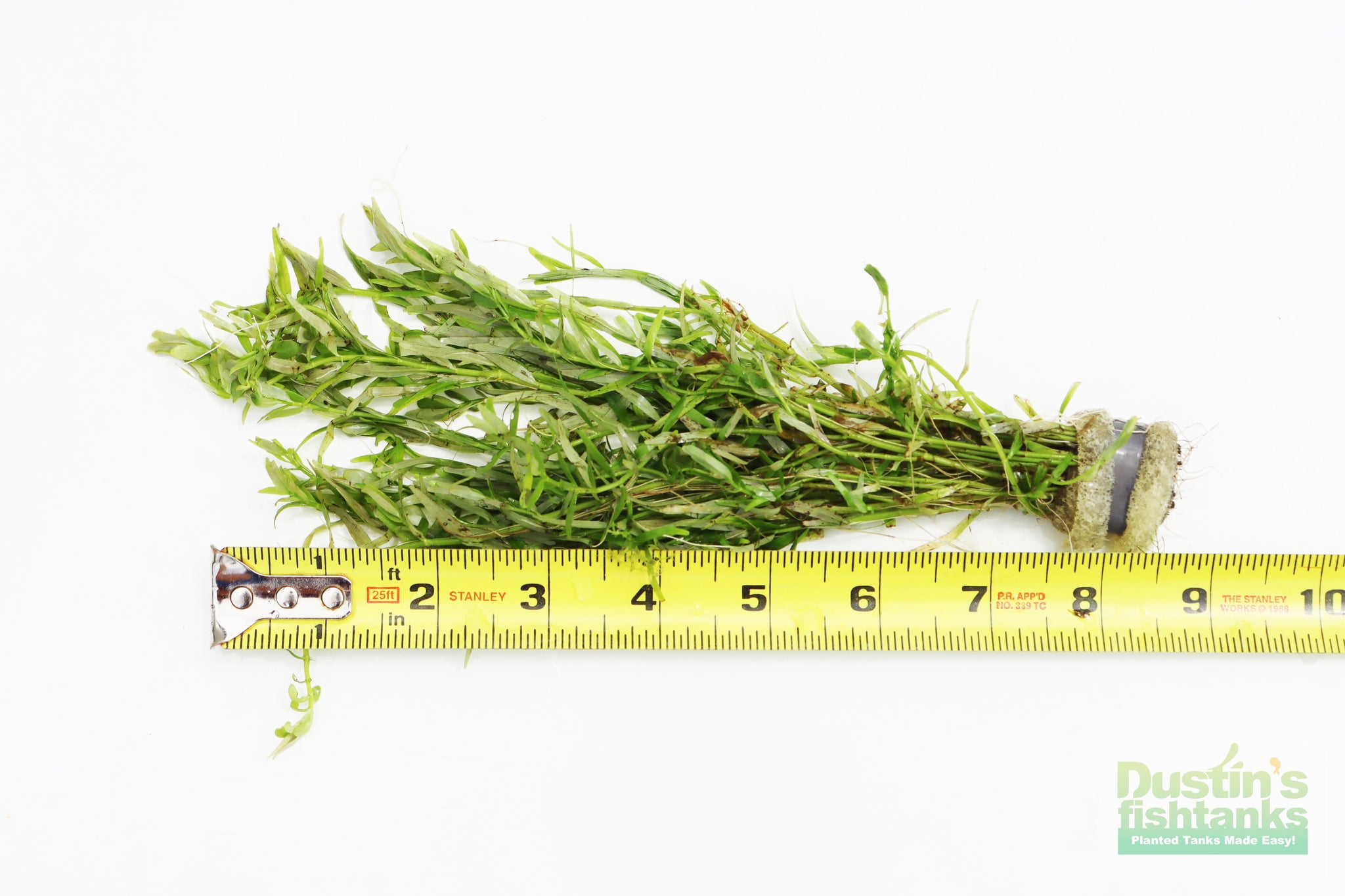 thumbnail image 2 of Rotala Rotundifolia Green – Aqua Green Tunisia 2 of 14