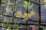 Rotala Rotundifolia "Red" HARDY RED Aquarium Plant BF23