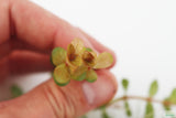 Rotala Rotundifolia "Red" HARDY RED Aquarium Plant BF23