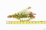 Rotala Rotundifolia "Red" HARDY RED Aquarium Plant BF23