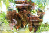 Ratala Wallichiii_Fluffy Red_Aquarium Plant For Sale_aquarium plants for sale