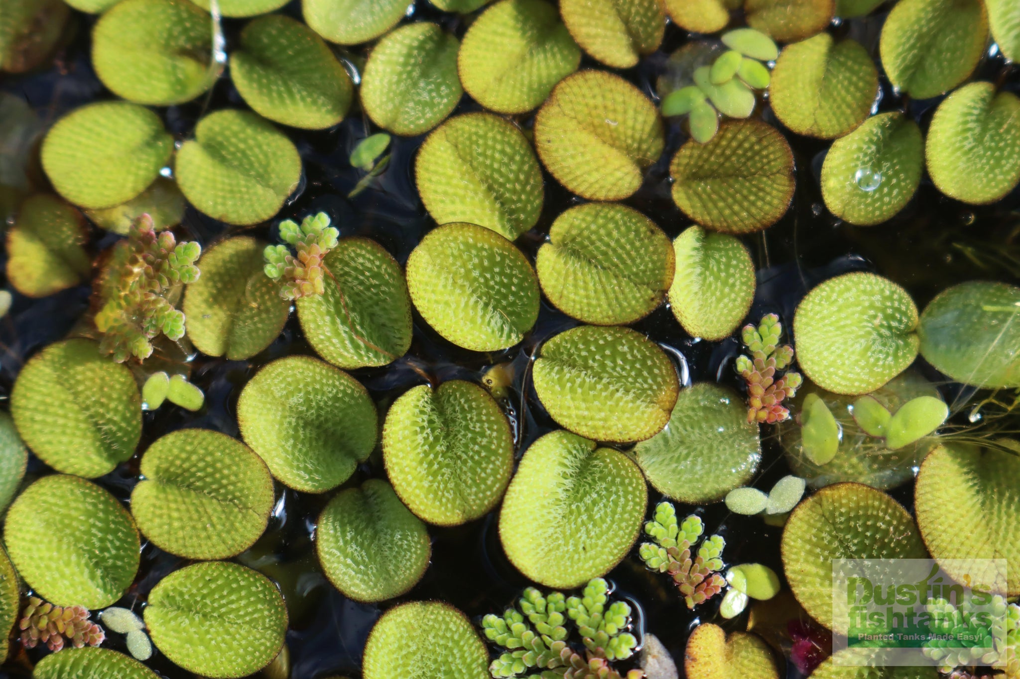 salvinia plant Salvinia Minima – DustinsFishtanks