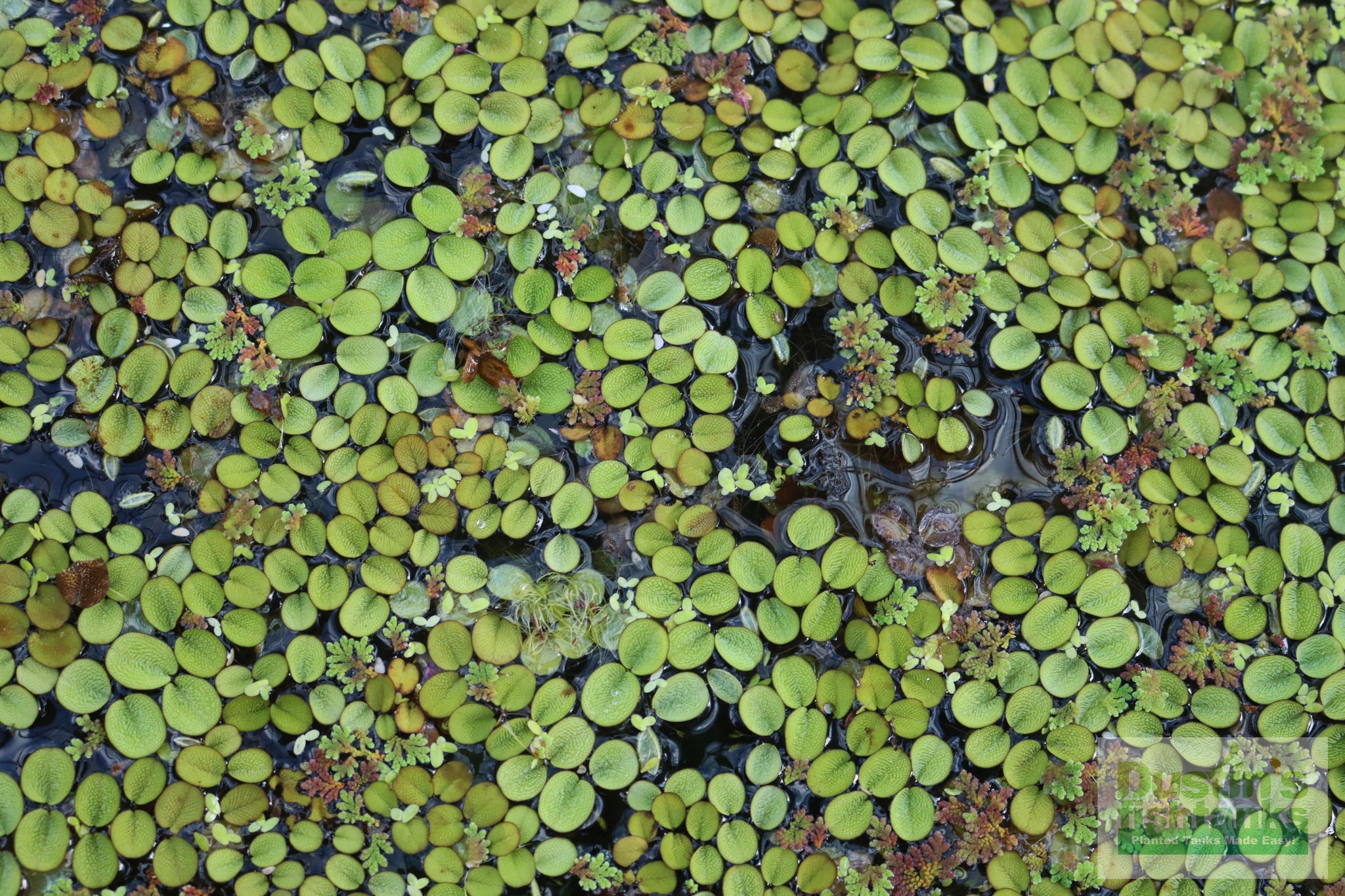 Salvinia Minima – DustinsFishtanks