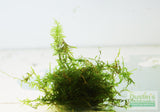 Spiky Moss-  Selaginella Rupestris Aquarium Moss For Sale. Aquarium Plant For Sale. Moss in an aquarium. 