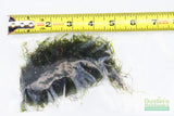 Spiky Moss-  Selaginella Rupestris Aquarium Moss For Sale. Aquarium Plant For Sale. Moss on white with ruler. 4.5" in a bag
