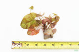 Tri Color Lotus_Aquarium Plant For Sale