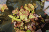 Tri Color Lotus_Aquarium Plant For Sale