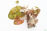 Tri Color Lotus_Aquarium Plant For Sale