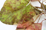 Tri Color Lotus_Aquarium Plant For Sale