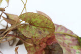 Tri Color Lotus_Aquarium Plant For Sale