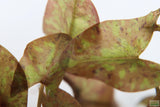 Tri Color Lotus_Aquarium Plant For Sale