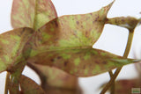 Tri Color Lotus_Aquarium Plant For Sale