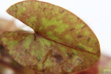 Tri Color Lotus_Aquarium Plant For Sale