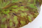 Tri Color Lotus_Aquarium Plant For Sale