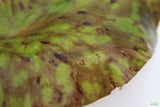 Tri Color Lotus_Aquarium Plant For Sale