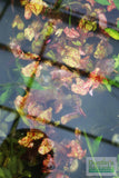 Tri Color Lotus_Aquarium Plant For Sale