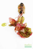 Tri Color Lotus_Aquarium Plant For Sale