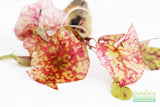 Tri Color Lotus_Aquarium Plant For Sale
