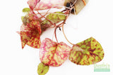Tri Color Lotus_Aquarium Plant For Sale