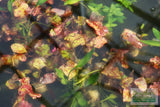 Tri Color Lotus_Aquarium Plant For Sale