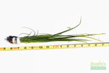 Vallisneria Nana_Aquarium Plant For Sale