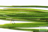 Vallisneria Nana_Aquarium Plant For Sale