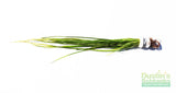 Vallisneria Nana_Aquarium Plant For Sale