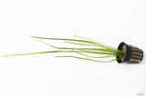 Vallisneria Nana_Aquarium Plant For Sale