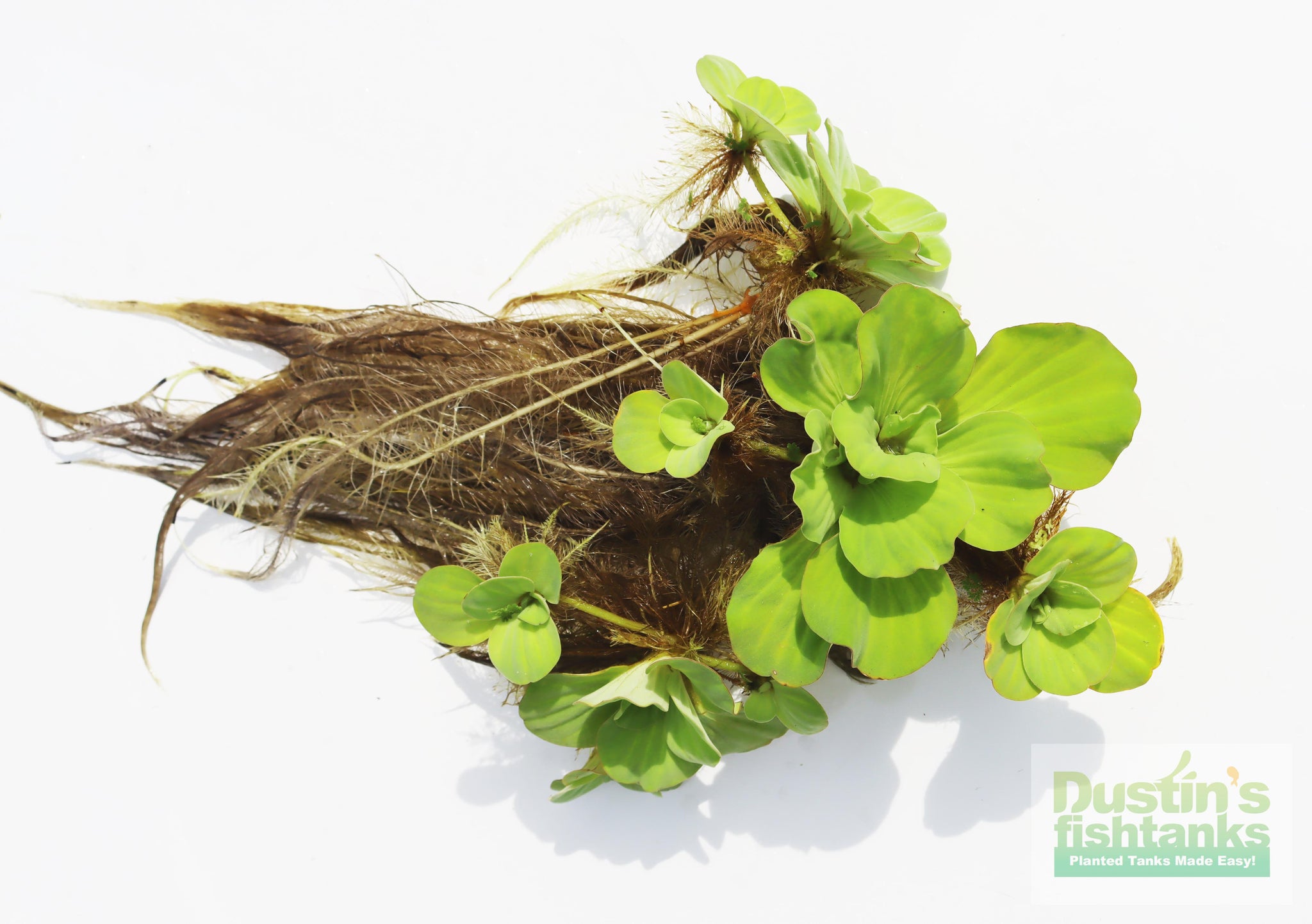 Water Lettuce for sale – DustinsFishtanks