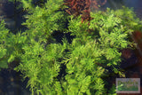 Water Wisteria The Hardiest Hygrophila_Hygrophila Difformis_Aquarium Plant_Aquarium Plants_Aquarium Plant For Sale