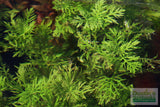 Water Wisteria The Hardiest Hygrophila_Hygrophila Difformis_Aquarium Plant_Aquarium Plants_Aquarium Plant For Sale
